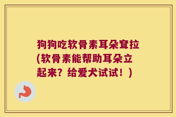 狗狗吃软骨素耳朵耷拉(软骨素能帮助耳朵立起来?给爱犬试试!)