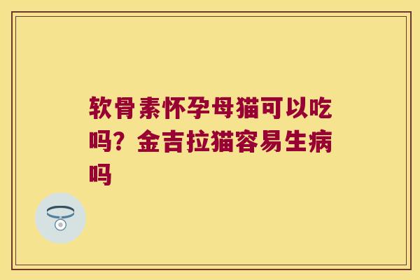 软骨素怀孕母猫可以吃吗?金吉拉猫容易生病吗