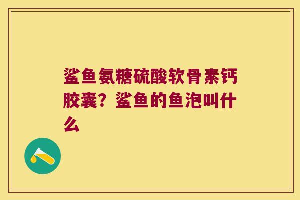 鲨鱼氨糖硫酸软骨素钙胶囊？鲨鱼的鱼泡叫什么