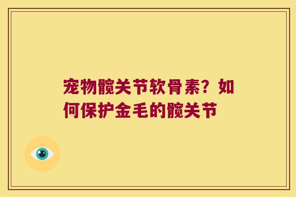 宠物髋关节软骨素?如何保护金毛的髋关节