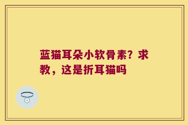 蓝猫耳朵小软骨素?求教,这是折耳猫吗