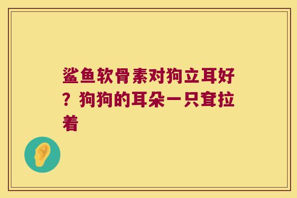 鲨鱼软骨素对狗立耳好?狗狗的耳朵一只耷拉着