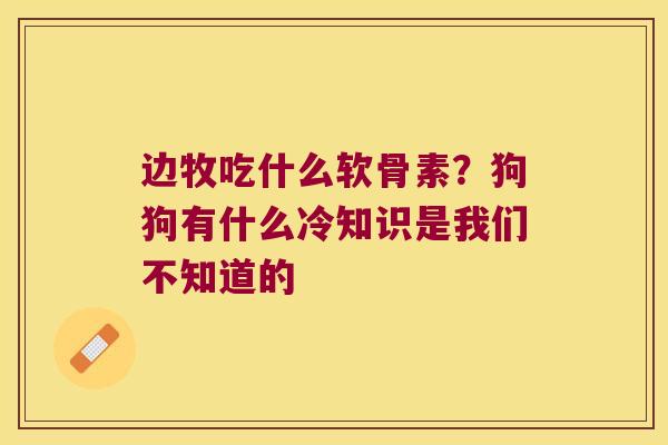 边牧吃什么软骨素?狗狗有什么冷知识是我们不知道的