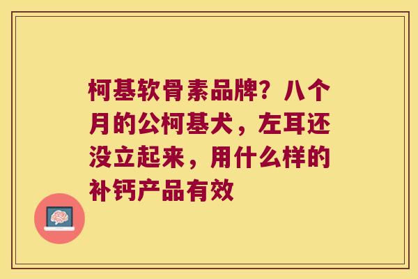 柯基软骨素品牌？八个月的公柯基犬，左耳还没立起来，用什么样的补钙产品有效