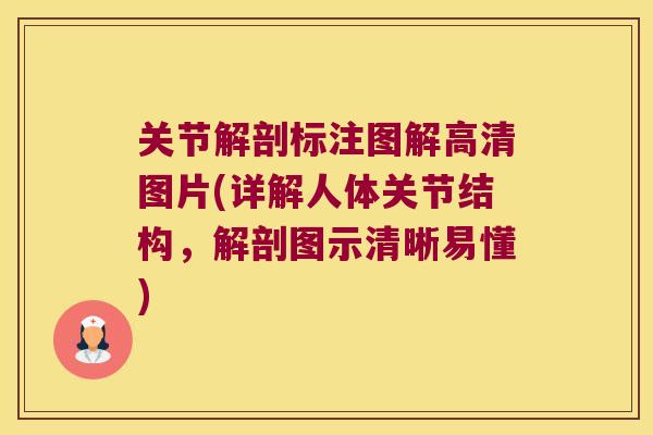关节解剖标注图解高清图片(详解人体关节结构,解剖图示清晰易懂)