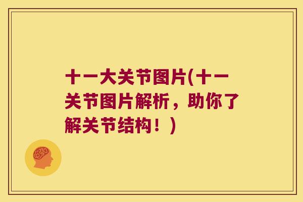 十一大关节图片(十一关节图片解析,助你了解关节结构!)