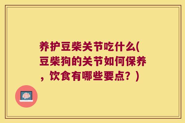 养护豆柴关节吃什么(豆柴狗的关节如何保养,饮食有哪些要点?)