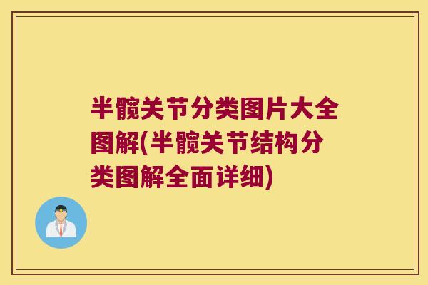半髋关节分类图片大全图解(半髋关节结构分类图解全面详细)