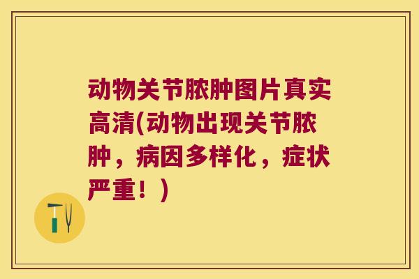 动物关节脓肿图片真实高清(动物出现关节脓肿,病因多样化,症状严重!)