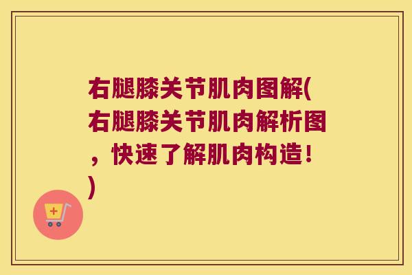 右腿膝关节肌肉图解(右腿膝关节肌肉解析图，快速了解肌肉构造！)