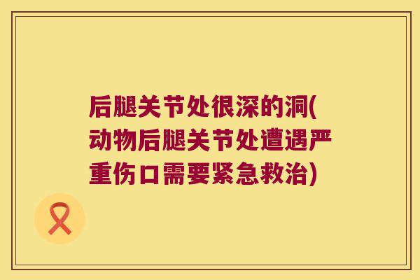 后腿关节处很深的洞(动物后腿关节处遭遇严重伤口需要紧急救治)