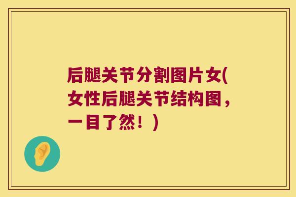 后腿关节分割图片女(女性后腿关节结构图,一目了然!)