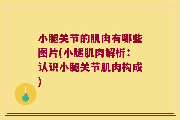 小腿关节的肌肉有哪些图片(小腿肌肉解析：认识小腿关节肌肉构成)