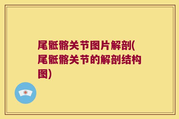 尾骶髂关节图片解剖(尾骶髂关节的解剖结构图)