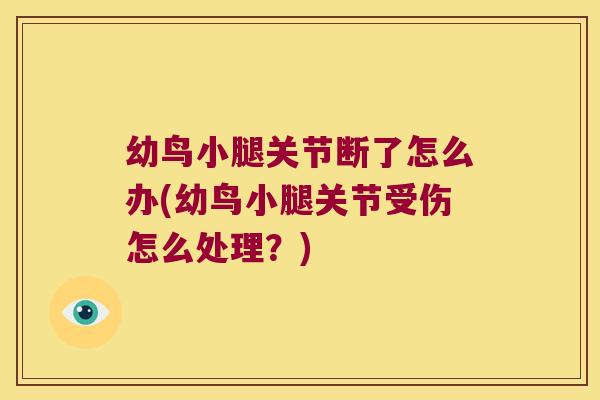 幼鸟小腿关节断了怎么办(幼鸟小腿关节受伤怎么处理?)