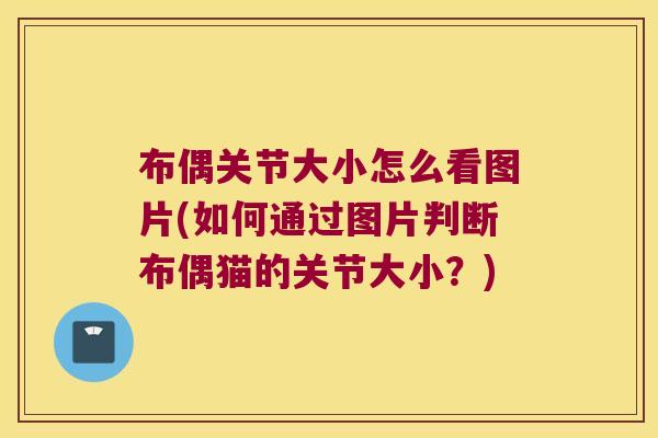 布偶关节大小怎么看图片(如何通过图片判断布偶猫的关节大小？)