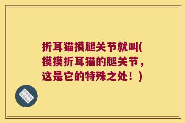 折耳猫摸腿关节就叫(摸摸折耳猫的腿关节,这是它的特殊之处!)