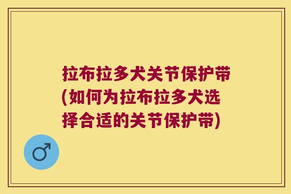 拉布拉多犬关节保护带(如何为拉布拉多犬选择合适的关节保护带)