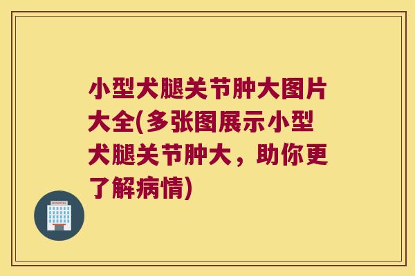 小型犬腿关节肿大图片大全(多张图展示小型犬腿关节肿大，助你更了解病情)