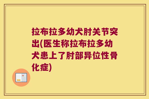 拉布拉多幼犬肘关节突出(医生称拉布拉多幼犬患上了肘部异位性骨化症)