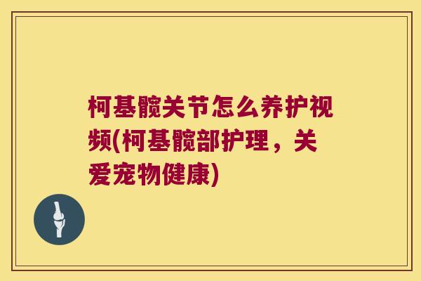 柯基髋关节怎么养护视频(柯基髋部护理,关爱宠物健康)