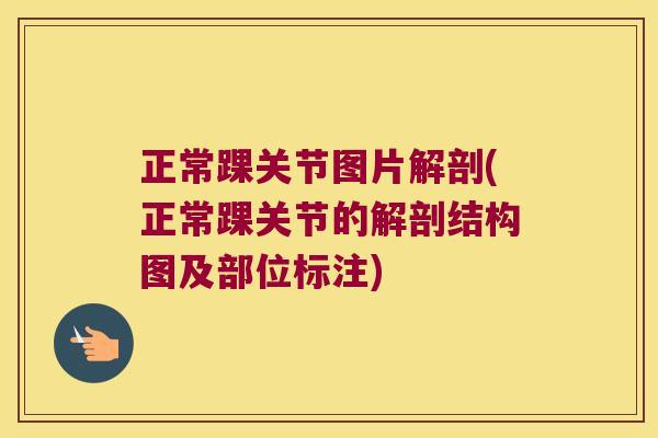 正常踝关节图片解剖(正常踝关节的解剖结构图及部位标注)