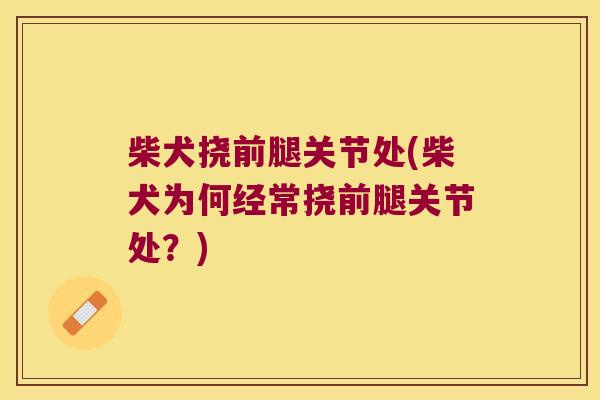 柴犬挠前腿关节处(柴犬为何经常挠前腿关节处?)