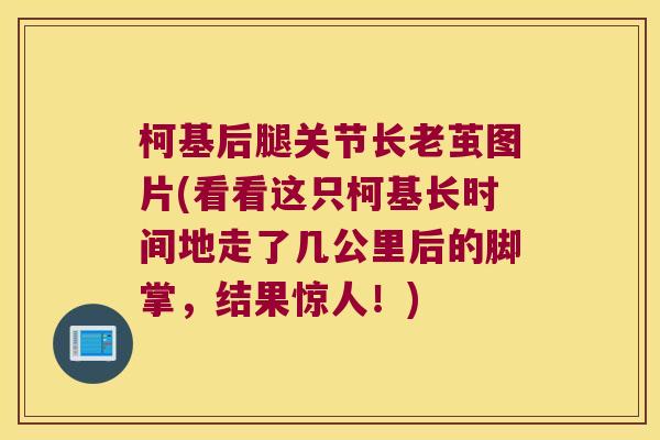 柯基后腿关节长老茧图片(看看这只柯基长时间地走了几公里后的脚掌,结果惊人!)