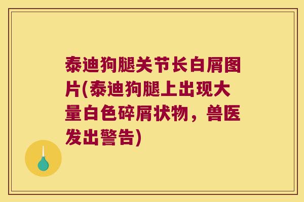 泰迪狗腿关节长白屑图片(泰迪狗腿上出现大量白色碎屑状物,兽医发出警告)