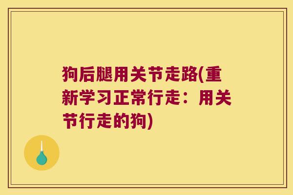 狗后腿用关节走路(重新学习正常行走:用关节行走的狗)