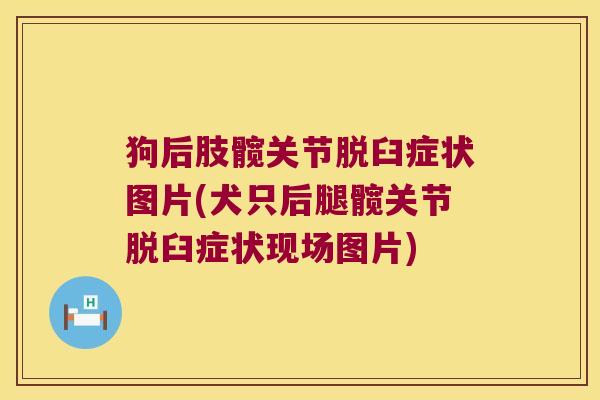 狗后肢髋关节脱臼症状图片(犬只后腿髋关节脱臼症状现场图片)