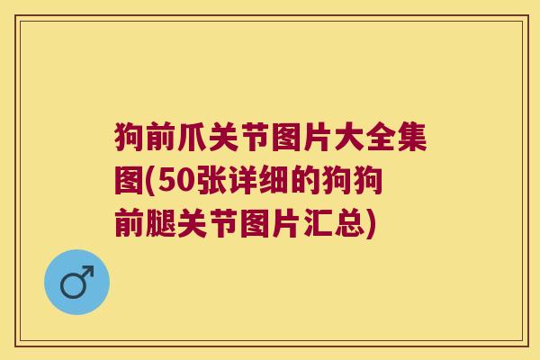 狗前爪关节图片大全集图(50张详细的狗狗前腿关节图片汇总)