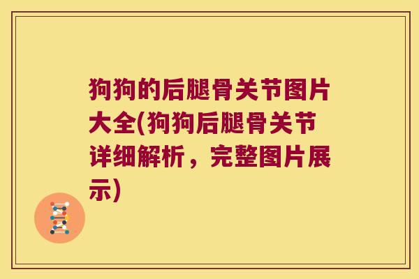 狗狗的后腿骨关节图片大全(狗狗后腿骨关节详细解析,完整图片展示)