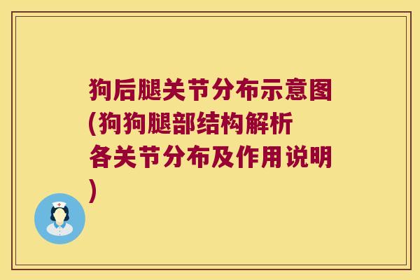狗后腿关节分布示意图(狗狗腿部结构解析 各关节分布及作用说明)