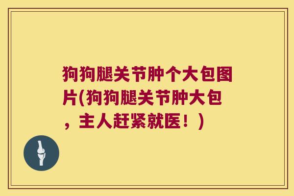 狗狗腿关节肿个大包图片(狗狗腿关节肿大包,主人赶紧就医!) 狗狗腿关节肿个大包图片(狗狗腿关节肿大包,主人赶紧就医!)