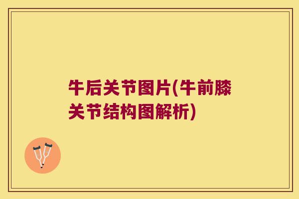 牛后关节图片(牛前膝关节结构图解析)
