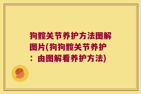 狗髋关节养护方法图解图片(狗狗髋关节养护:由图解看养护方法)