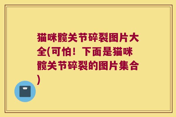 猫咪髋关节碎裂图片大全(可怕!下面是猫咪髋关节碎裂的图片集合)