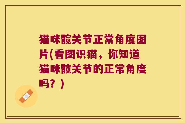 猫咪髋关节正常角度图片(看图识猫,你知道猫咪髋关节的正常角度吗?)