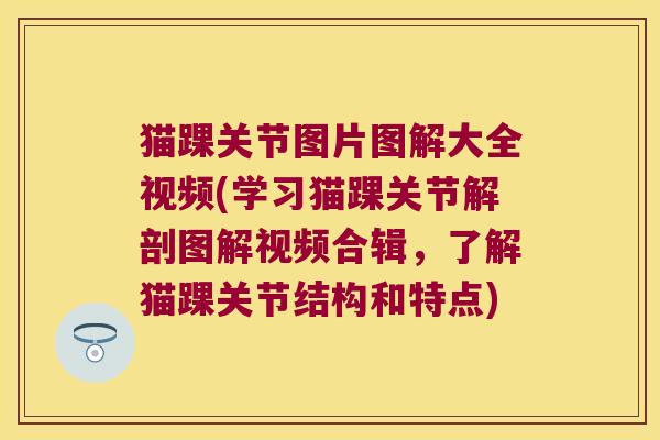 猫踝关节图片图解大全视频(学习猫踝关节解剖图解视频合辑,了解猫踝关节结构和特点)