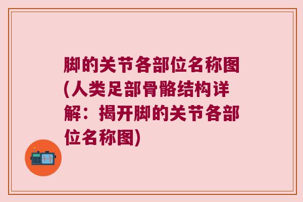 脚的关节各部位名称图(人类足部骨骼结构详解:揭开脚的关节各部位名称图)
