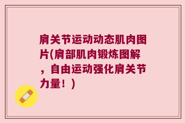肩关节运动动态肌肉图片(肩部肌肉锻炼图解,自由运动强化肩关节力量!)