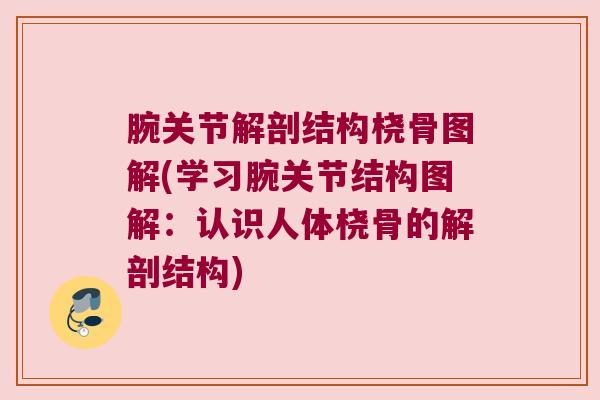 腕关节解剖结构桡骨图解(学习腕关节结构图解:认识人体桡骨的解剖结构)
