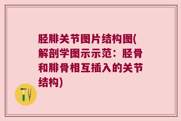 胫腓关节图片结构图(解剖学图示示范:胫骨和腓骨相互插入的关节结构)