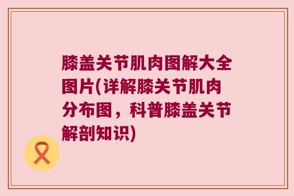 膝盖关节肌肉图解大全图片(详解膝关节肌肉分布图,科普膝盖关节解剖知识)