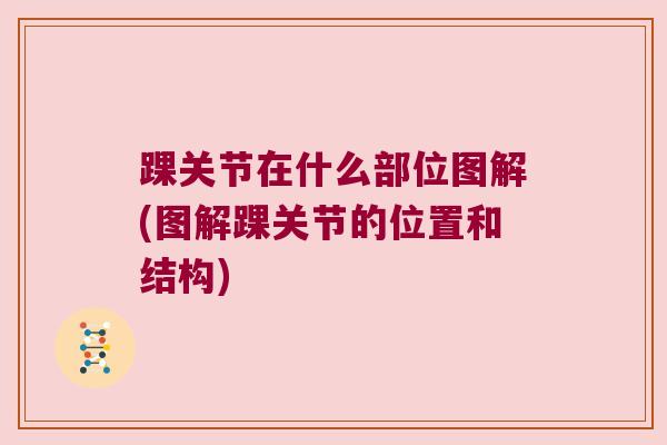 踝关节在什么部位图解(图解踝关节的位置和结构)