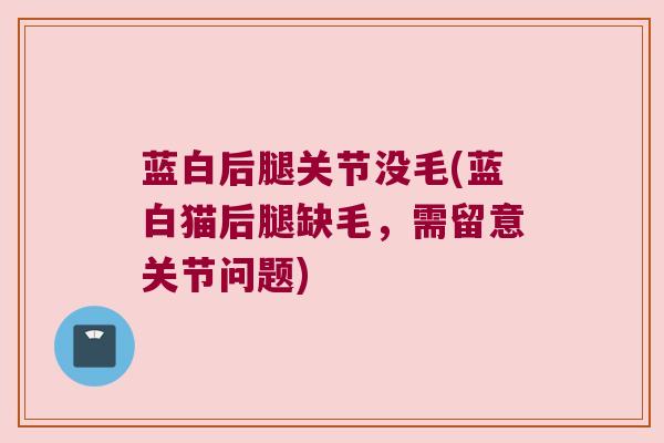 蓝白后腿关节没毛(蓝白猫后腿缺毛,需留意关节问题)