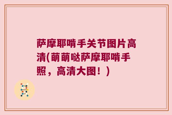 萨摩耶啃手关节图片高清(萌萌哒萨摩耶啃手照,高清大图!) 萨摩耶啃手关节图片高清(萌萌哒萨摩耶啃手照,高清大图!)